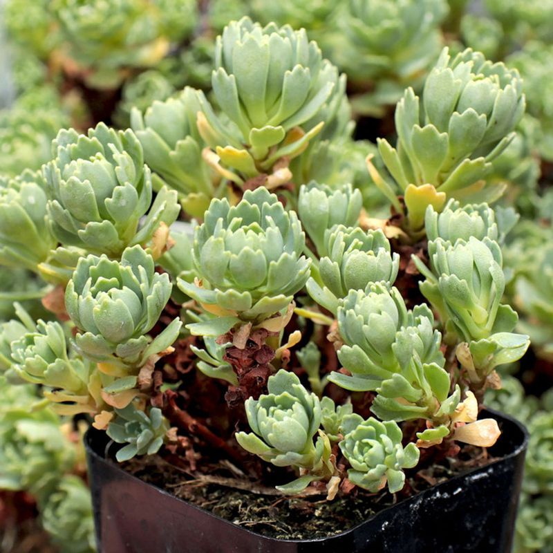 Sedum Pachyclados