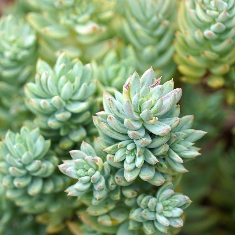 Sedum Reflexum