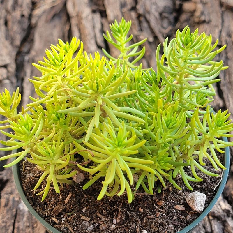 Sedum Rupestre