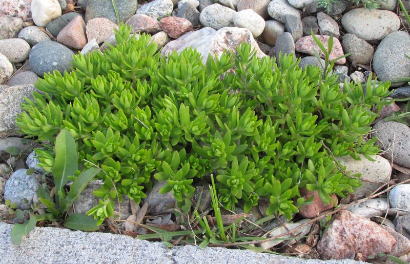 Sedum Sarmentosum