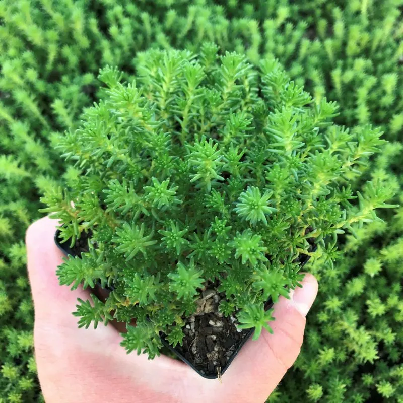 Sedum Sexangulare