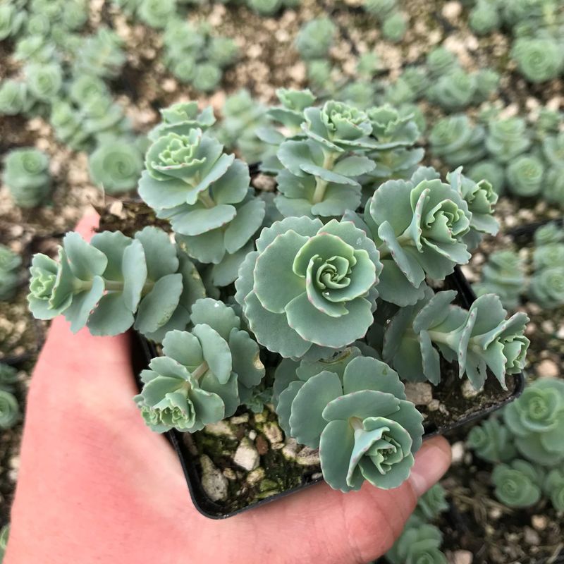 Sedum Sieboldii