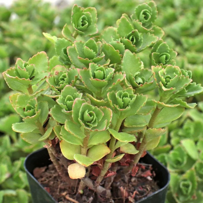 Sedum Spurium