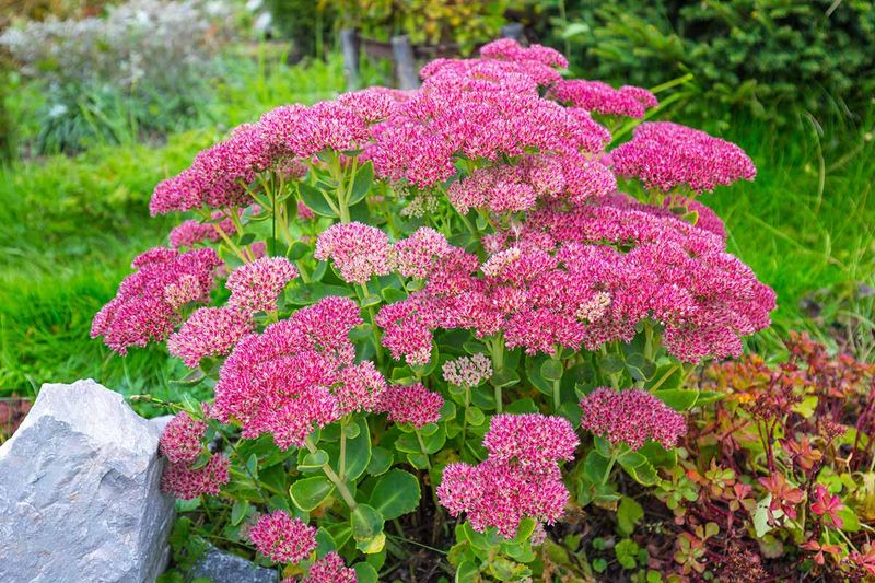 Sedum (Stonecrop)