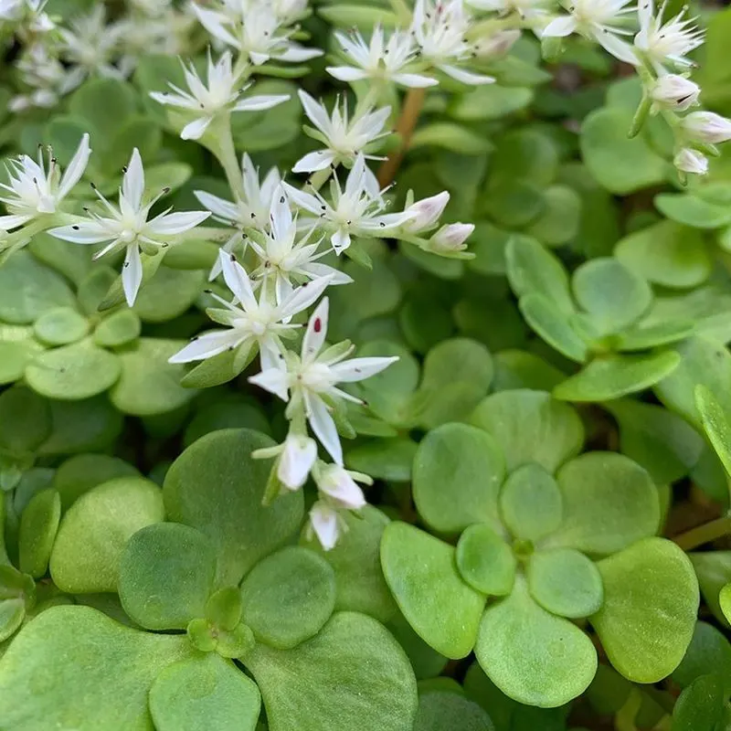 Sedum Ternatum