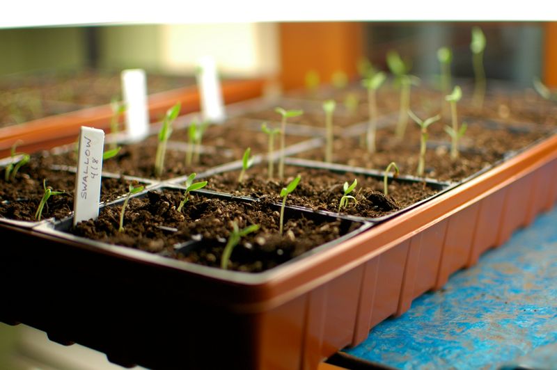 Seed Indoors Before Transplanting