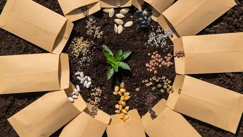 Seed Saving Strategies