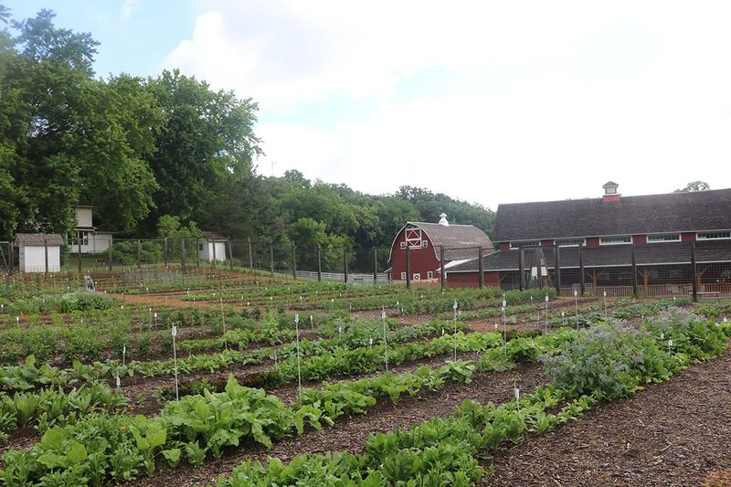 Seed Saving and Exchange