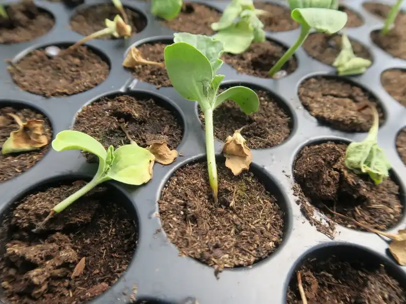 Seedling Damping-Off