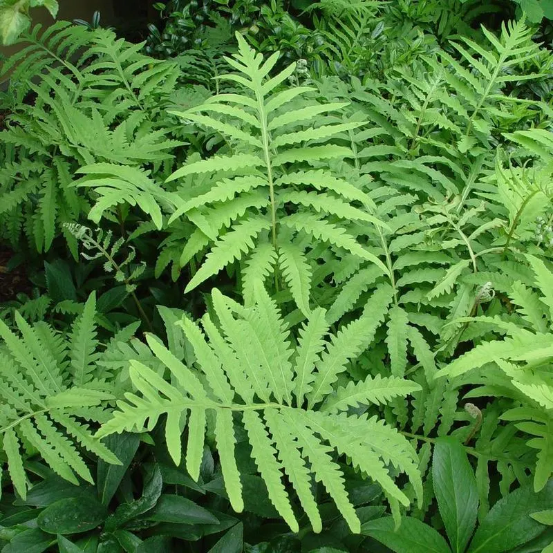 Sensitive Fern (Onoclea sensibilis)