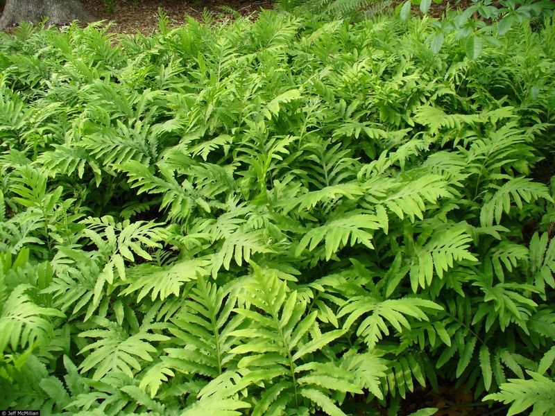 Sensitive Fern