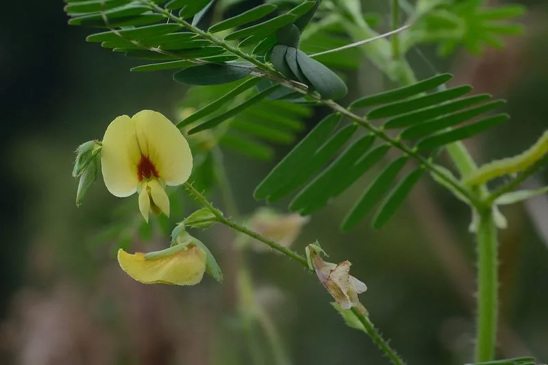 Sensitive Joint Vetch (Aeschynomene virginica)