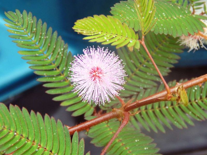 Sensitive Plant