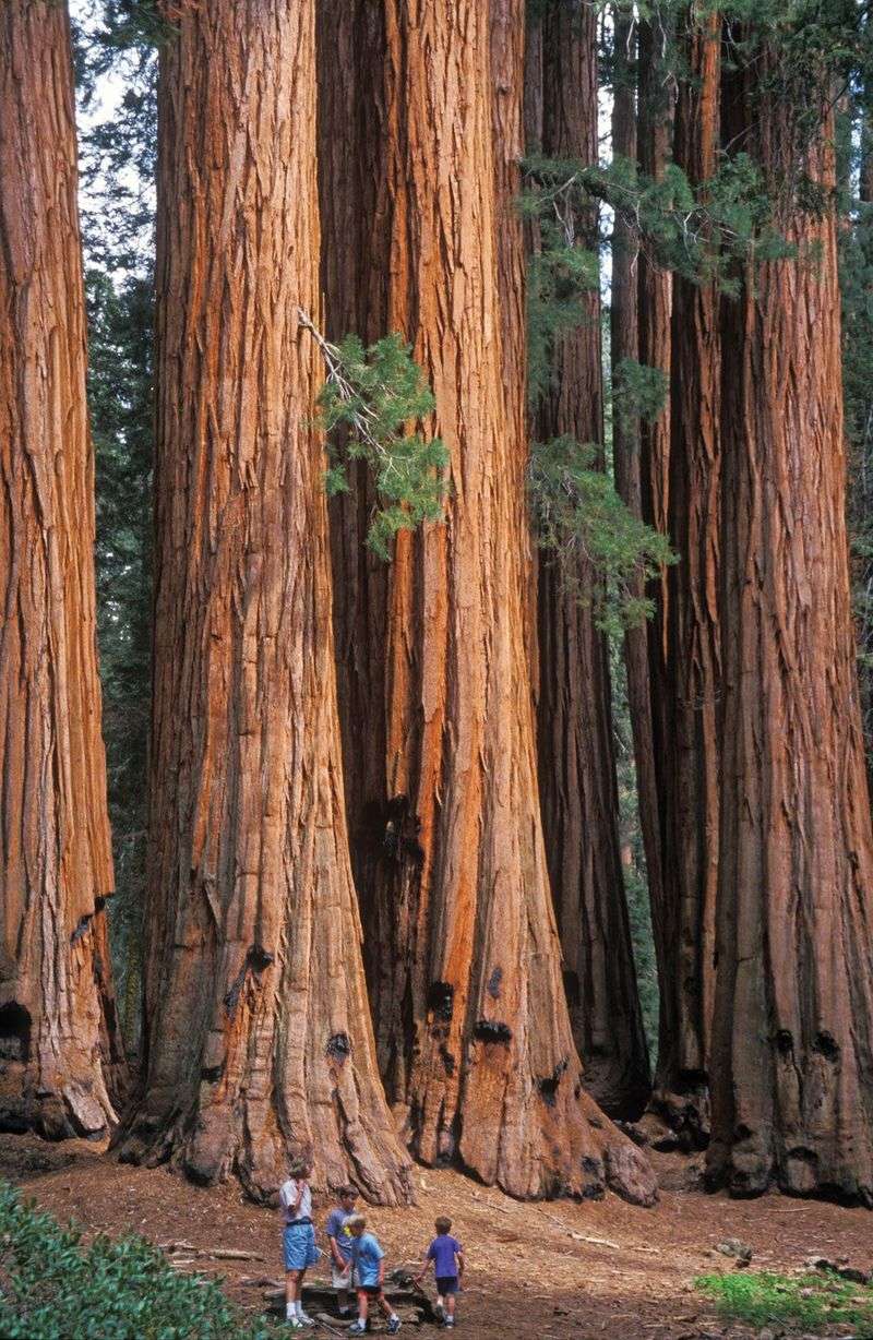 Sequoia Sempervirens (Coast Redwood)