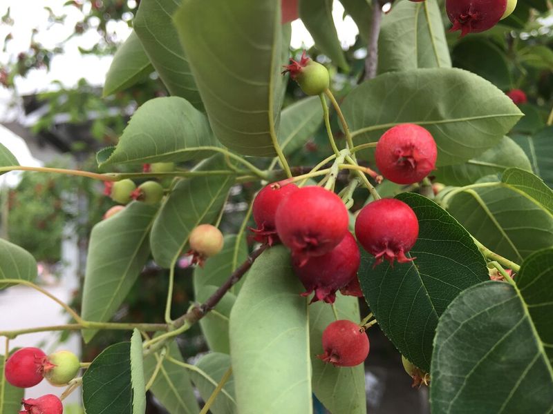 Serviceberries