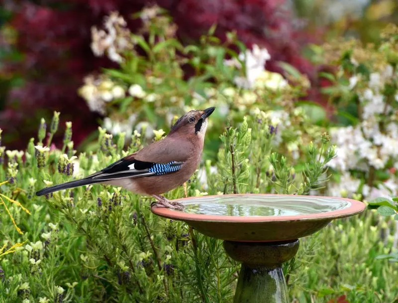 Set Up a Bird-Friendly Environment