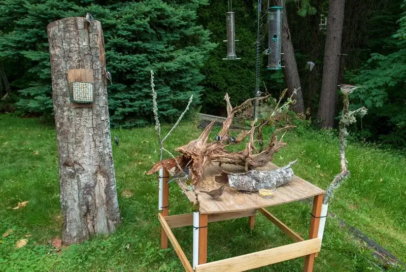 Setup a Bird Feeder