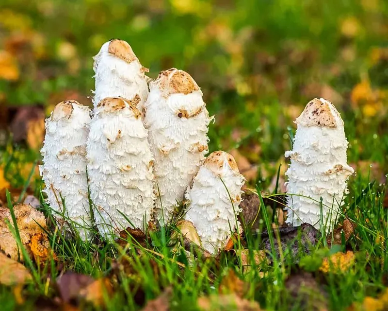 Shaggy Mane Mushrooms