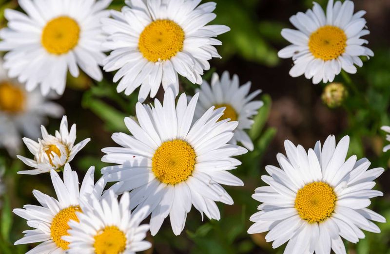 Shasta Daisy