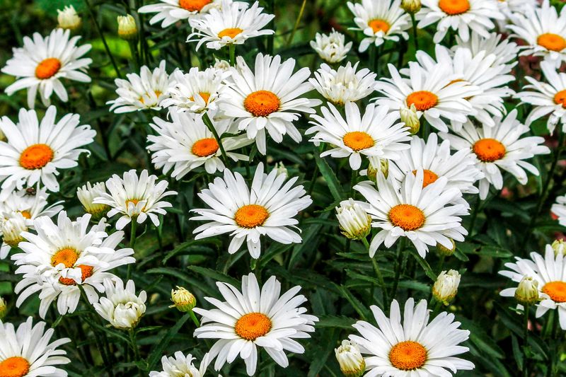 Shasta Daisy