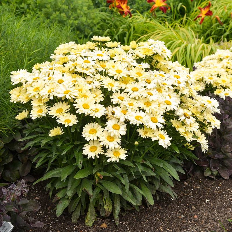 Shasta Daisy