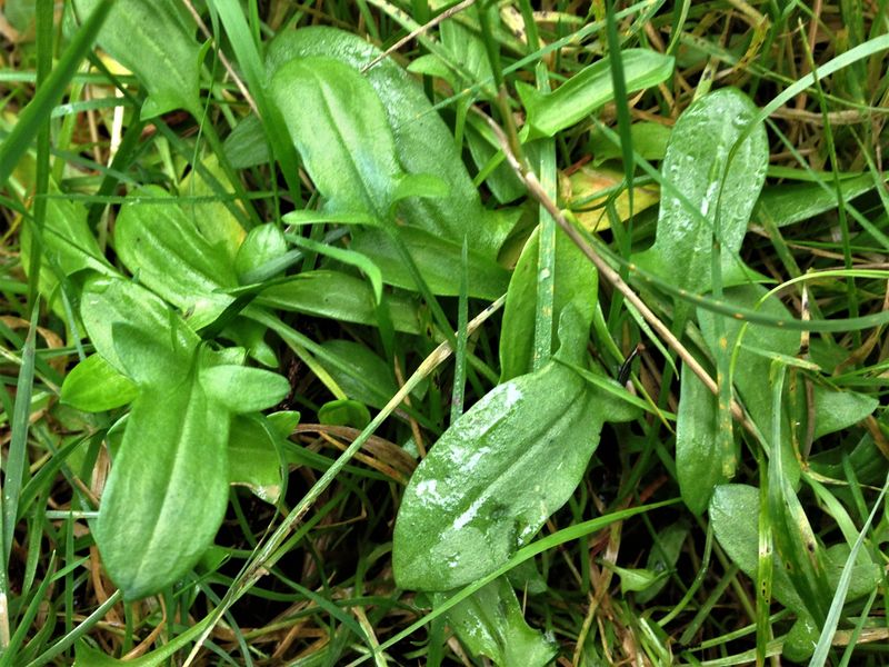 Sheep Sorrel