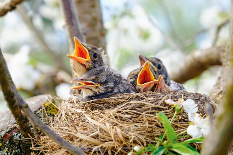 Shelter and Nesting Areas