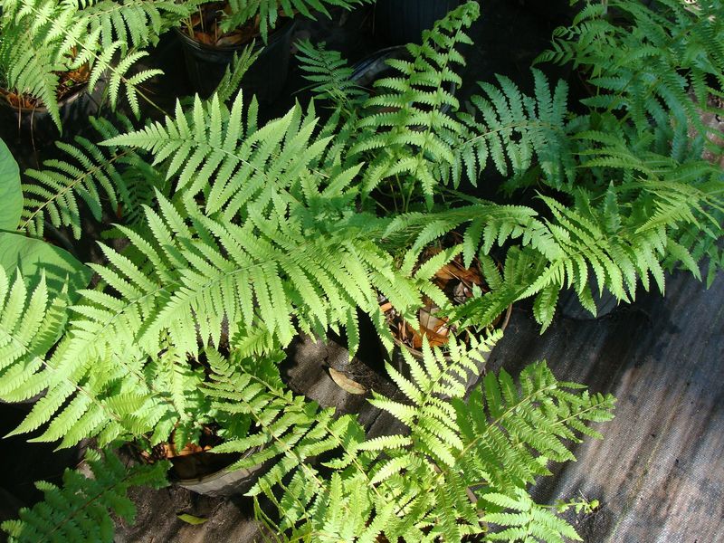 Shield Fern