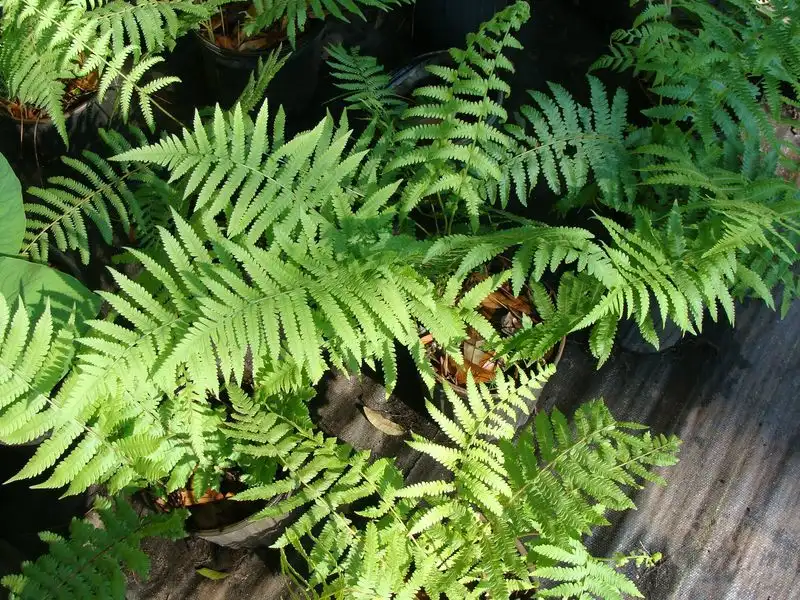 Shield Fern