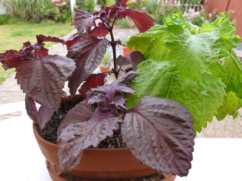 Shiso
