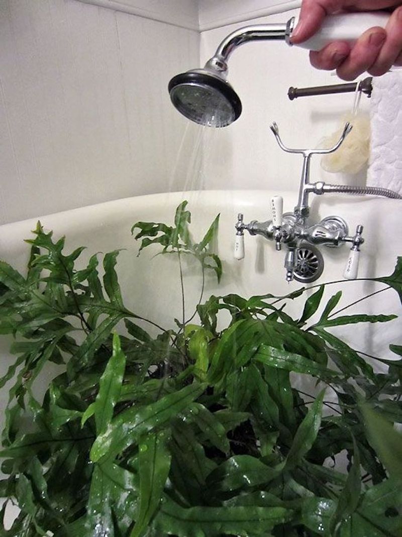 Shower Your Plants