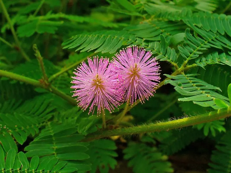 Shy Plant (Mimosa diplotricha)