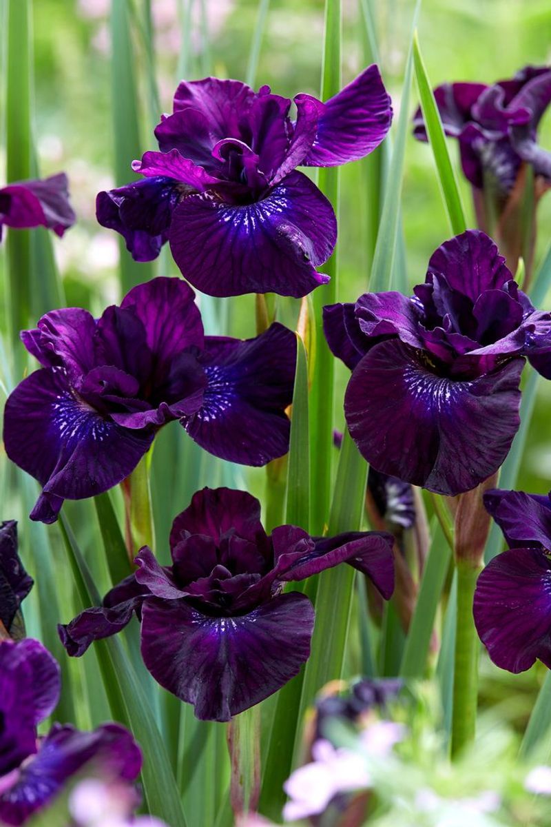 Siberian Iris