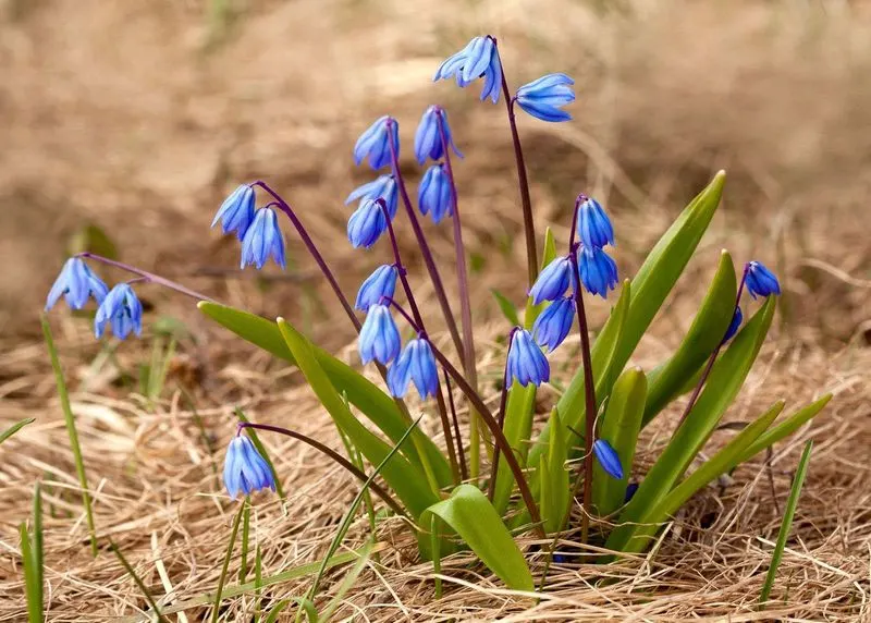 Siberian Squill