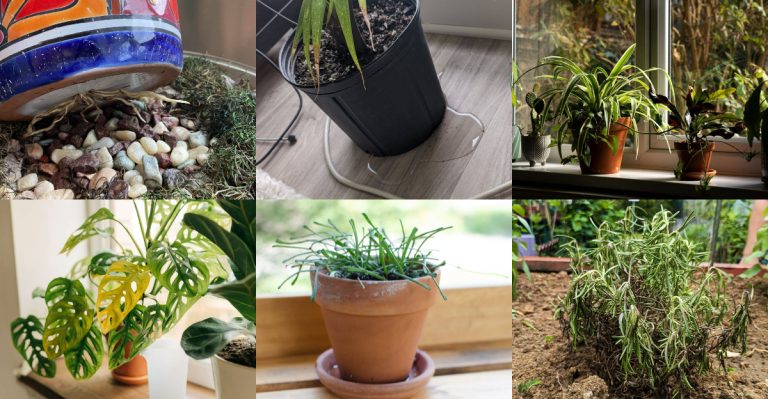 Signs Your Houseplant Needs a New Pot and How to Do It Right