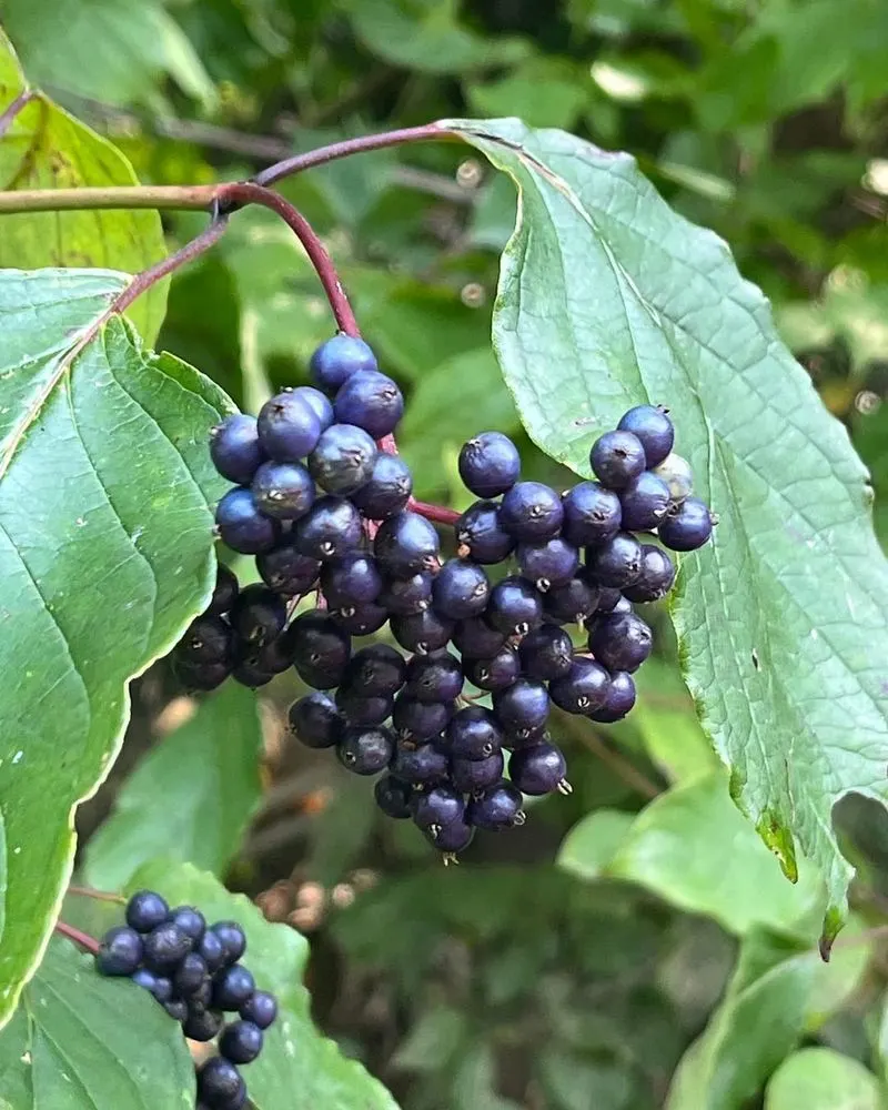 Silky Dogwood (Cornus amomum)