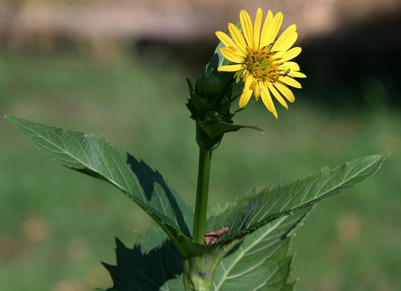 Silphium