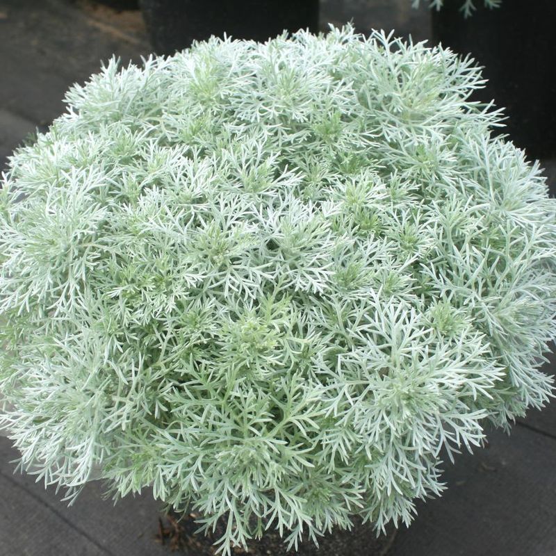 Silver Artemisia