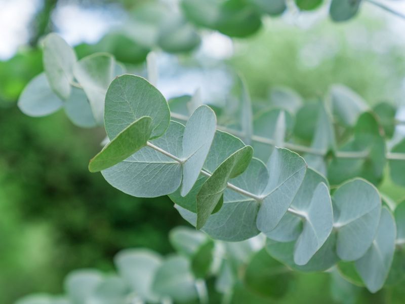 Silver Dollar Eucalyptus