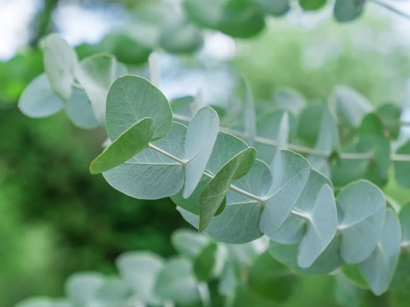 Silver Dollar Eucalyptus