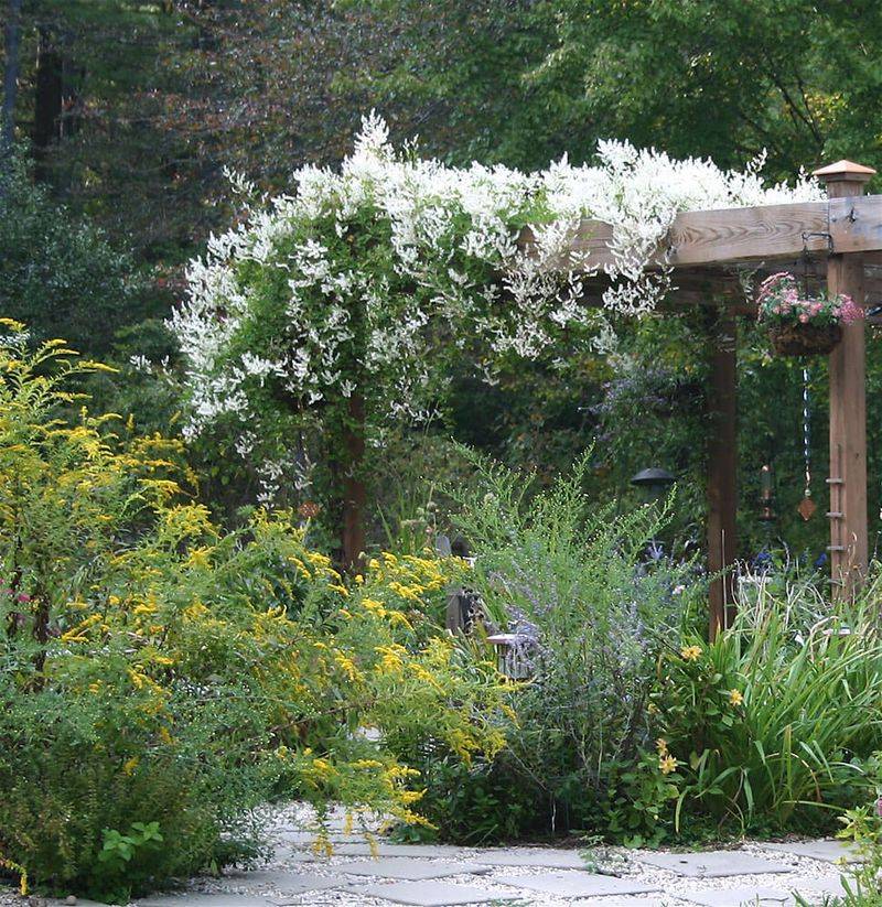 Silver Lace Vine (Polygonum aubertii)