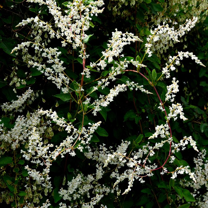 Silver Lace Vine