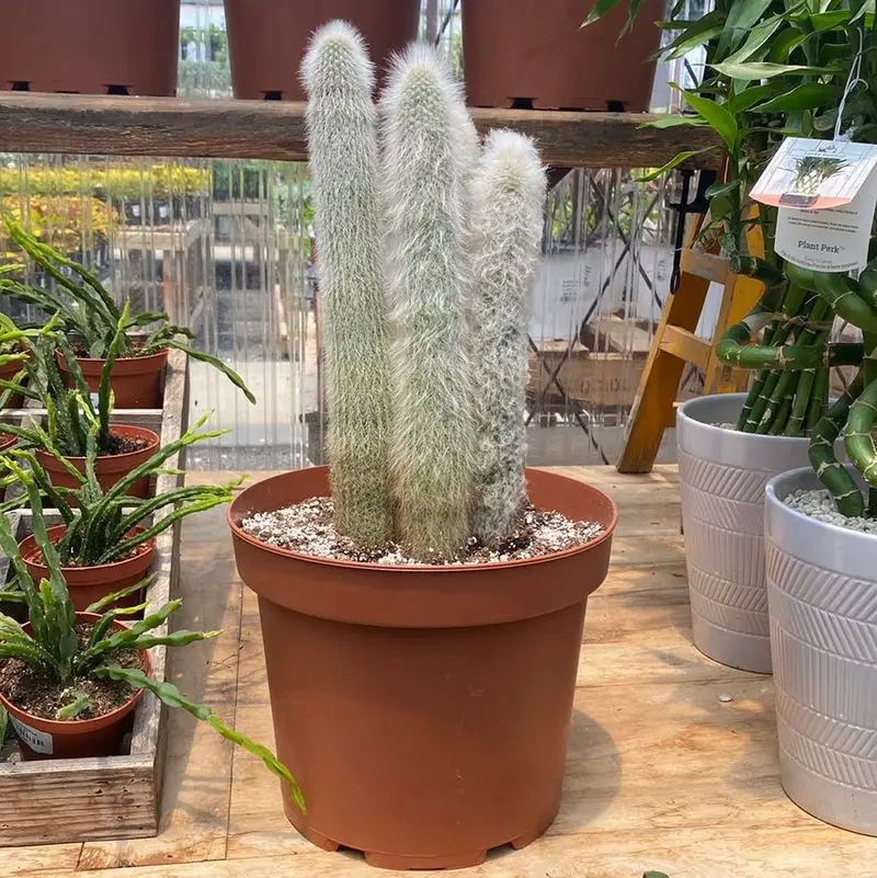 Silver Torch Cactus