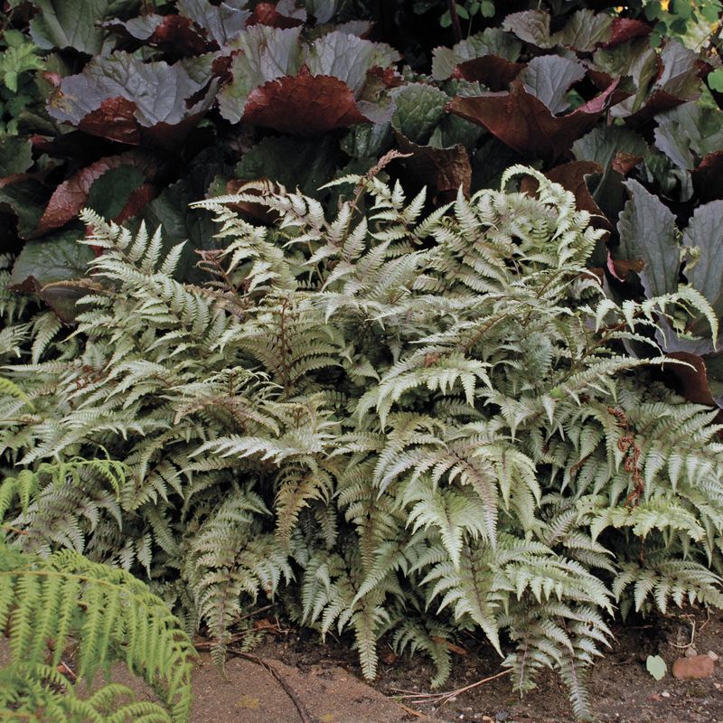 Silver and Gold Japanese Painted Fern