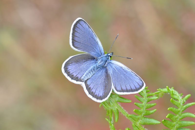 Silver-studded Blue