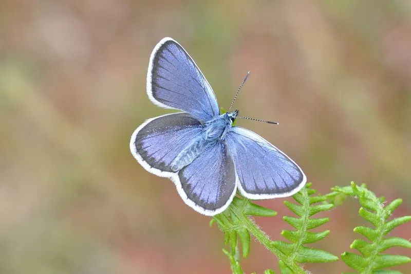 Silver-studded Blue
