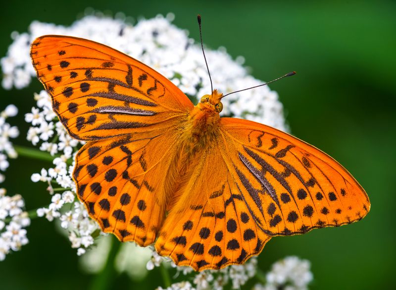 Silver-washed Fritillary