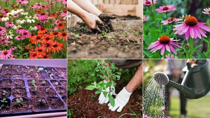 12 Simple Steps to Grow Echinacea in Your Spring Garden
