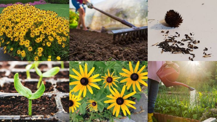 13 Simple Steps to Successfully Grow Black-Eyed Susans This Spring