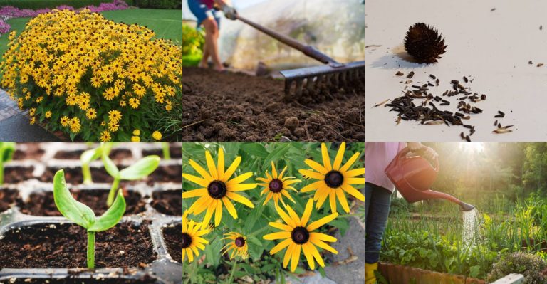 Simple Steps to Successfully Grow Black-Eyed Susans This Spring